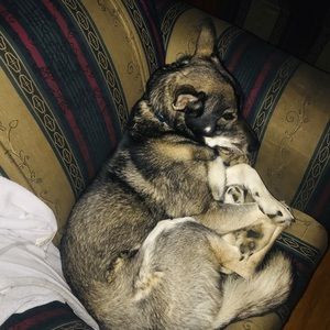 Meet your Posher, Damian